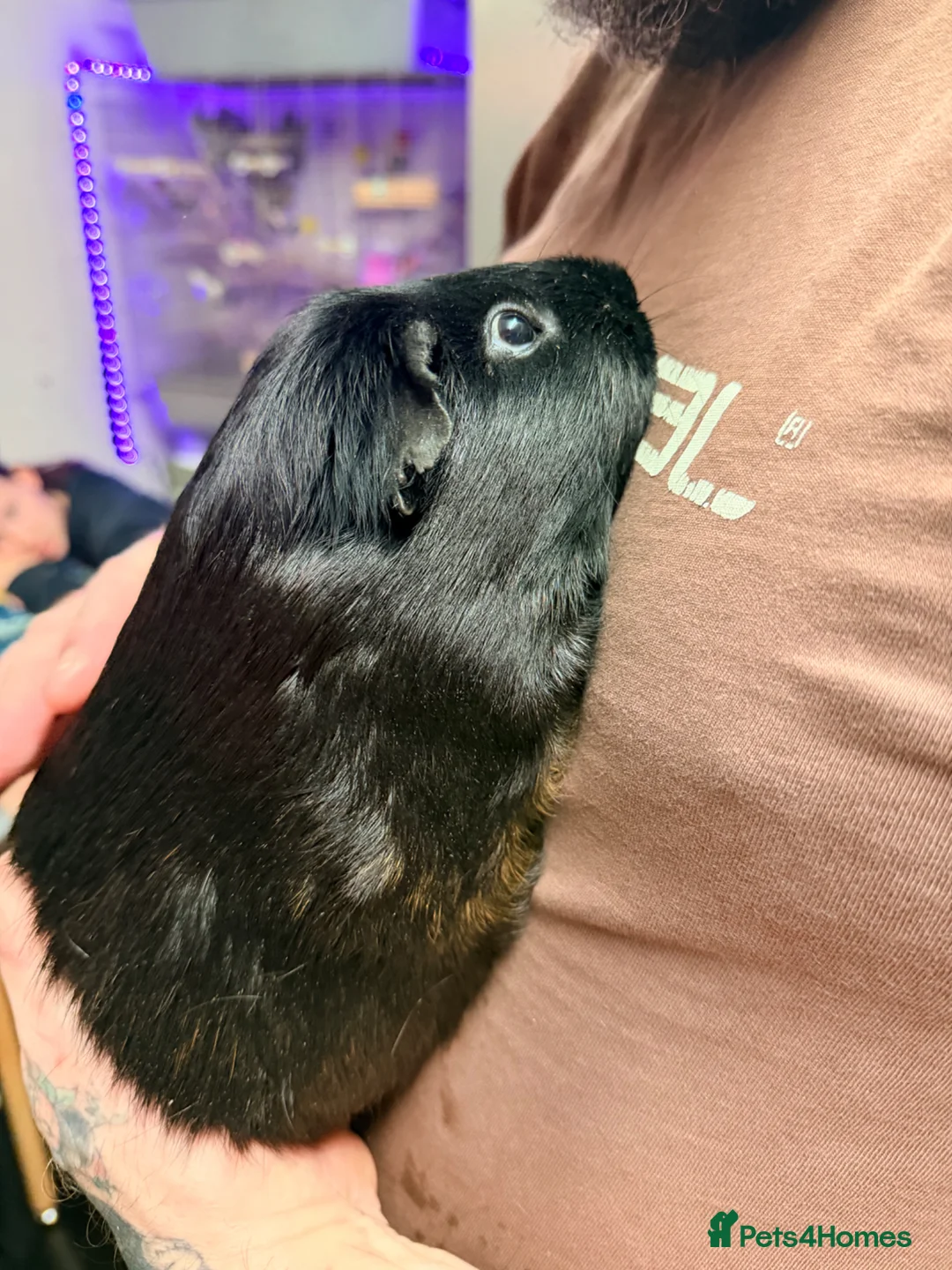 Guinea Pig rodents for sale: Male guinea pig - Advert 2