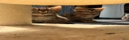 Bengal cats for sale: Bengal kittens pedigreed and Registered - Advert 12