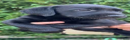 Labrador Retriever dogs for sale: Beautiful Black Labrador Puppies  - Advert 6