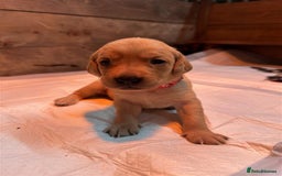 Labrador Retriever dogs for sale: Labrador Puppies Looking for Their Forever Homes!  - Image 3