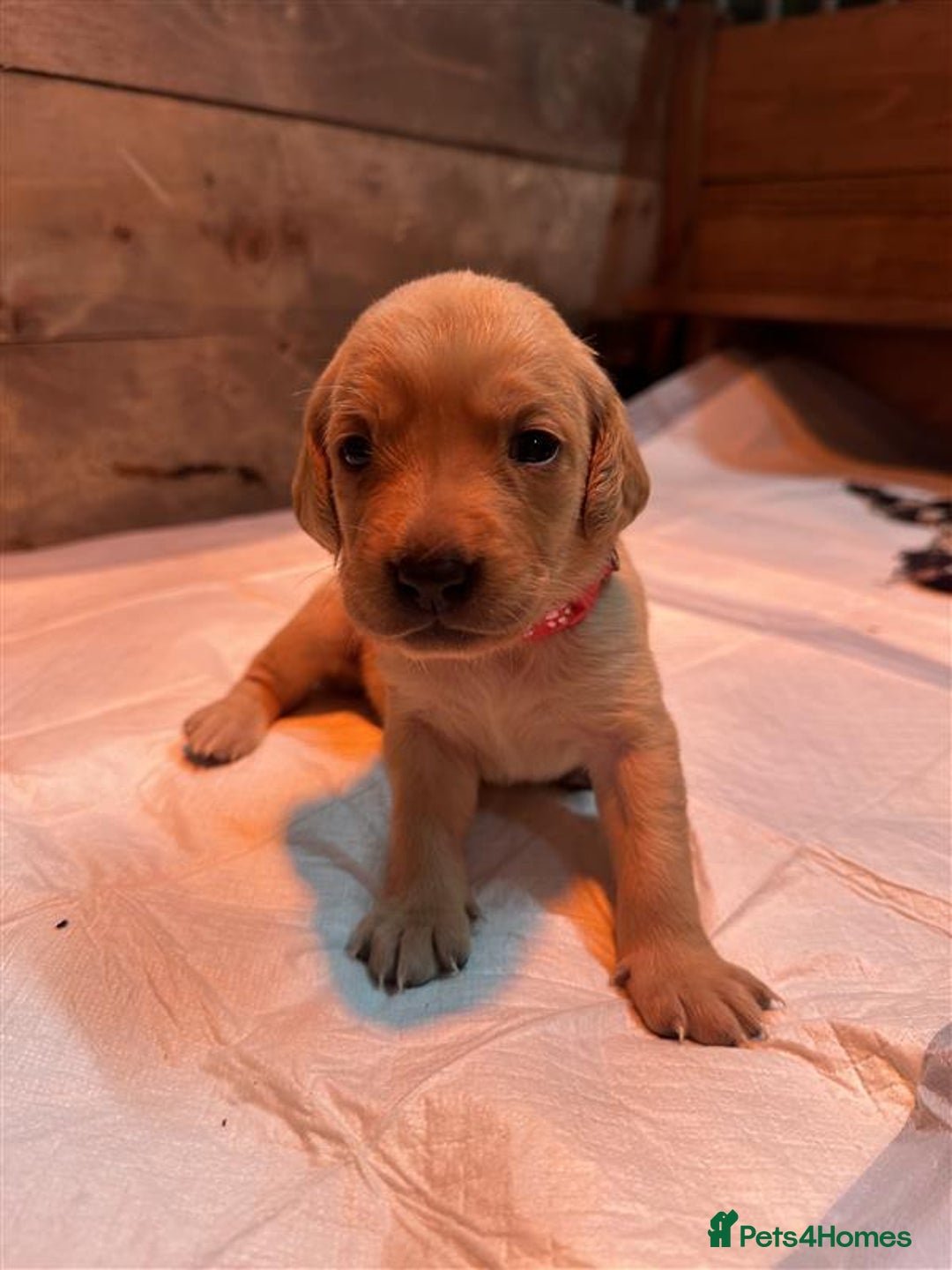 Labrador Retriever dogs for sale: Labrador Puppies Looking for Their Forever Homes!  - Image 3