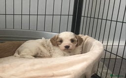 Cavapoo dogs for sale: 🐶🐩ADORABLE MINIATURE CAVAPOOS🐩🐶 - Image 7