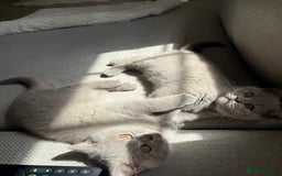 British Shorthair cats for sale: GCCF Female Lilac British Shorthair Kittens  - Image 19