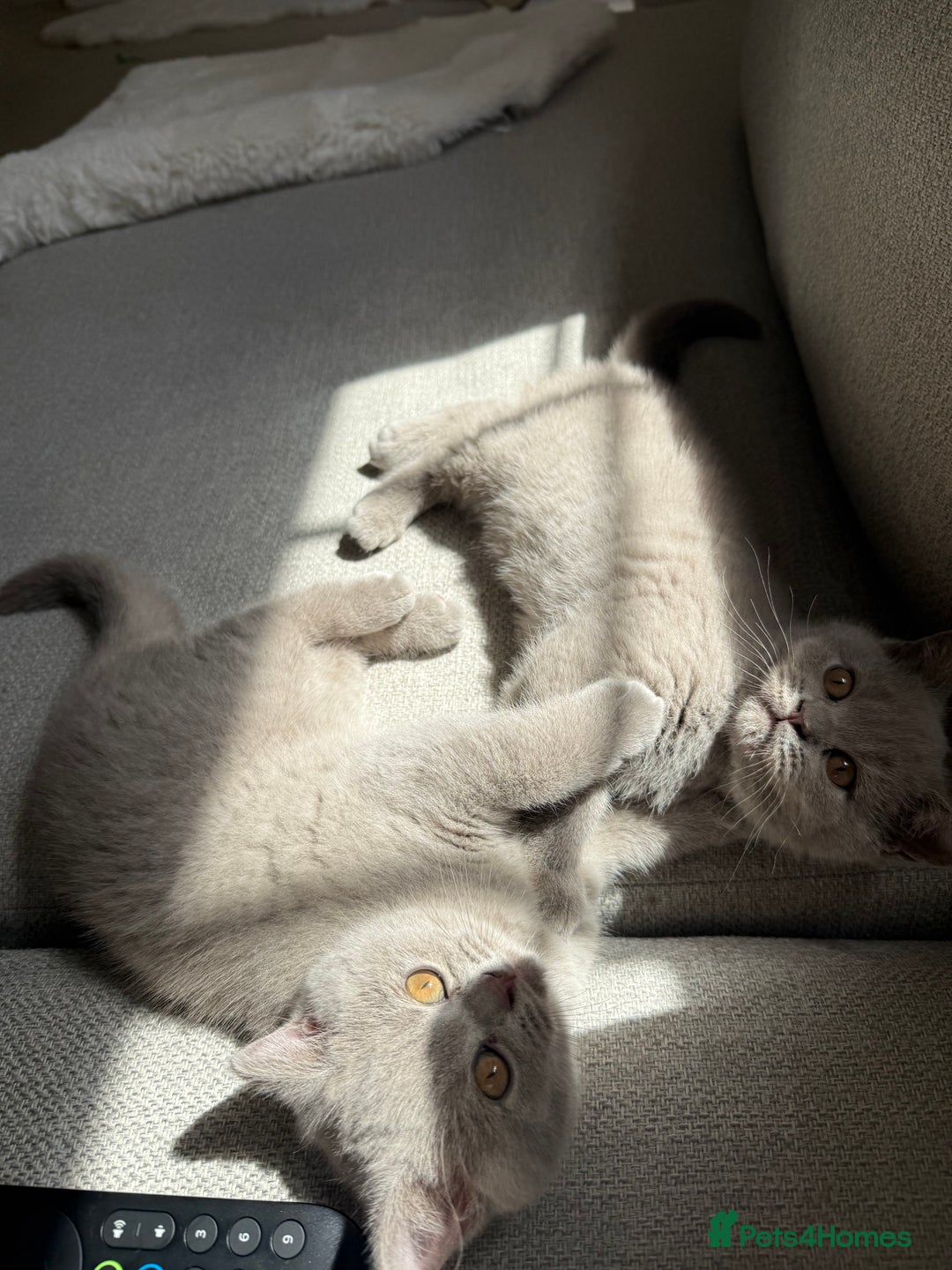 British Shorthair cats for sale: GCCF Female Lilac British Shorthair Kittens  - Image 19