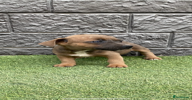 Jack Russell dogs - Advert 1