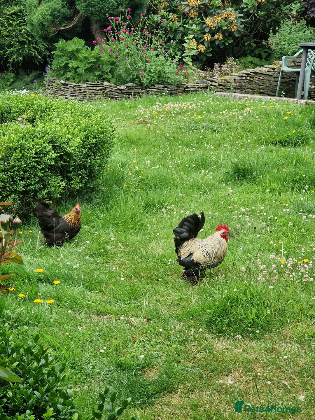 Chickens poultry for sale: Bantam family, hen, cockerel and 7 chicks - Image 7