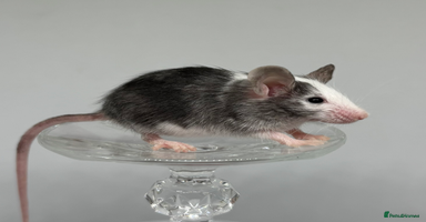 Mouse rodents - Advert 13
