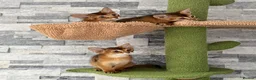 Abyssinian cats for sale: Last 2 boys ready to go!!! - Advert 7