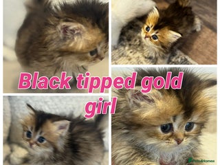 British Shorthair cats TICA Cream and golden British longhair - Advert 10