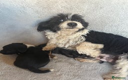 Jack Russell dogs for sale: 3 beautiful jack russle puppy’s  - Image 11