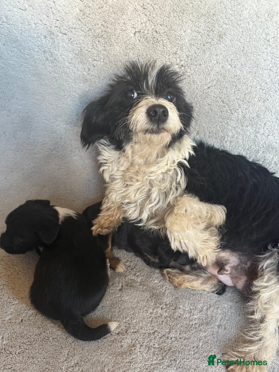 Jack Russell dogs for sale: 3 beautiful jack russle puppy’s  - Image 11