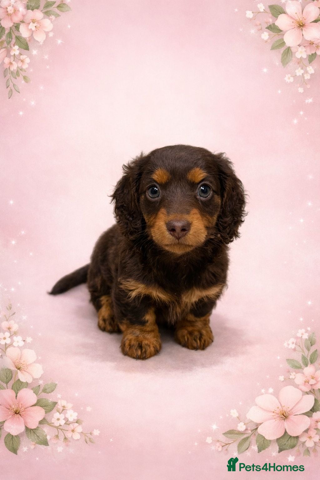 Miniature Dachshund dogs 1 AMAZING LONG HAIR GIRL LEFT! Ready NOW - Advert 6