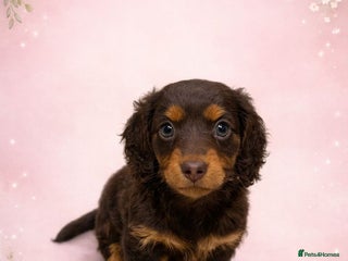 Miniature Dachshund dogs 1 AMAZING LONG HAIR GIRL LEFT! Ready NOW - Advert 6