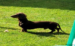 Mixed Breed dogs for sale: Rehome 2 year old male Dachshund  - Advert 1