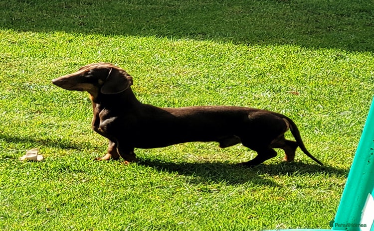 Mixed Breed dogs Rehome 2 year old male Dachshund  - Advert 3