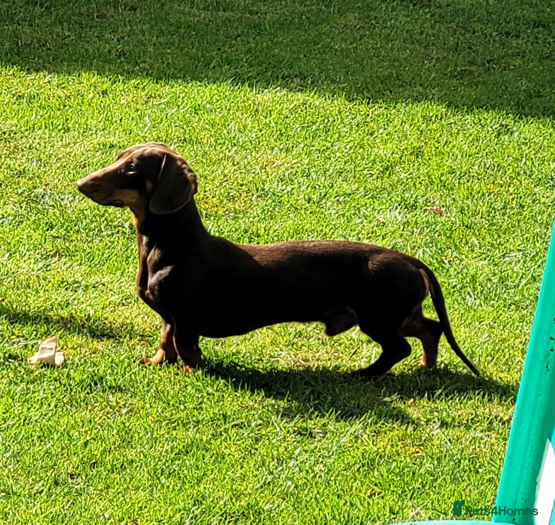 Mixed Breed dogs for sale: Rehome 2 year old male Dachshund  - Advert 1