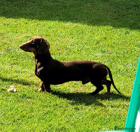 Mixed Breed dogs Rehome 2 year old male Dachshund - Advert 2
