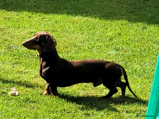 Mixed Breed dogs Rehome 2 year old male Dachshund - Advert 13