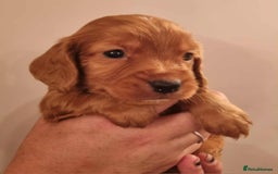Cocker Spaniel dogs for sale: Gorgeous Health Tested Working Cocker Spaniels - Image 21