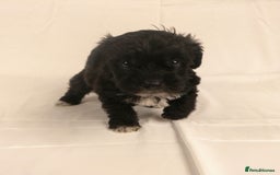 Yorkiepoo dogs for sale: Tiny Yorkipoos beautiful fluff balls puppies - Image 24