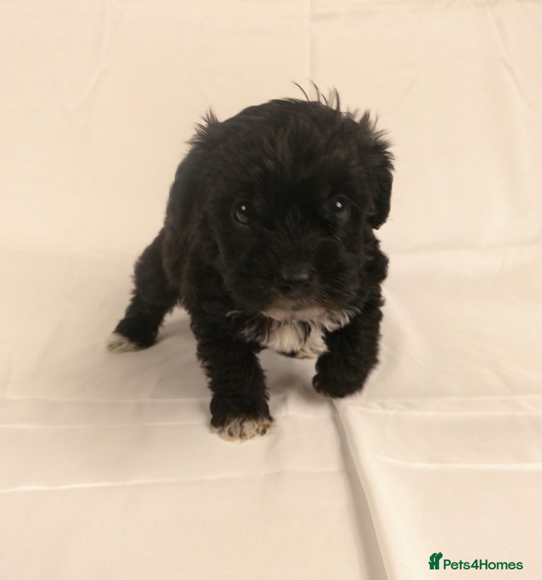 Yorkiepoo dogs for sale: Tiny Yorkipoos beautiful fluff balls puppies - Image 24