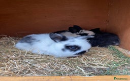 Mini Lop rabbits for sale: Adorable Purebred Mini Lops.  - Image 7