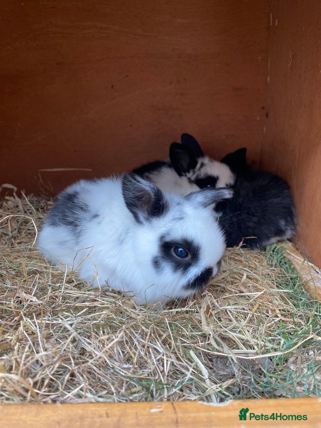 Mini Lop rabbits for sale: Adorable Purebred Mini Lops.  - Image 7