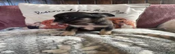French Bulldog dogs for sale: French bulldogs  - Advert 5