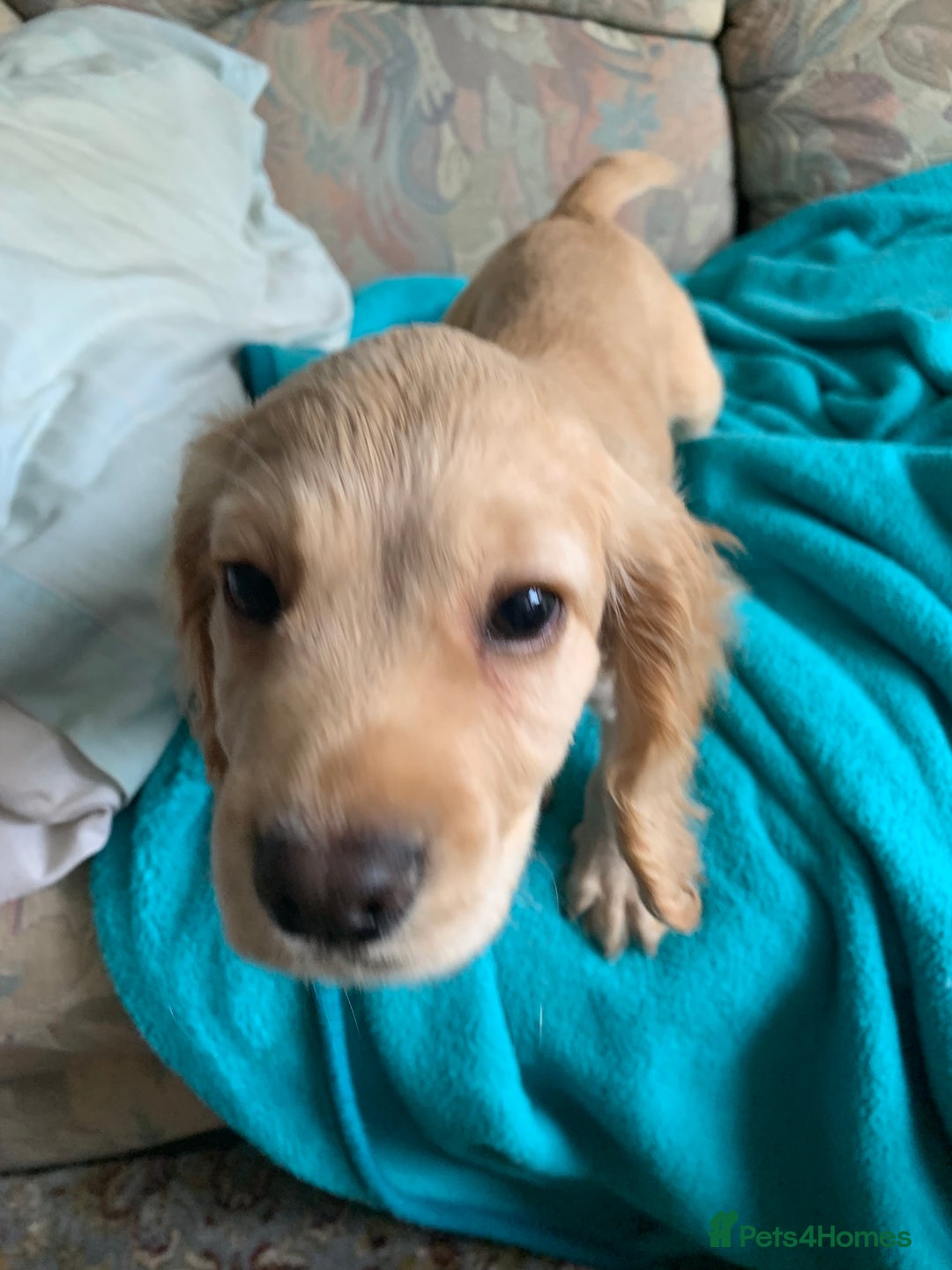 Cocker Spaniel dogs for sale: Cocker Spaniel  - Image 4