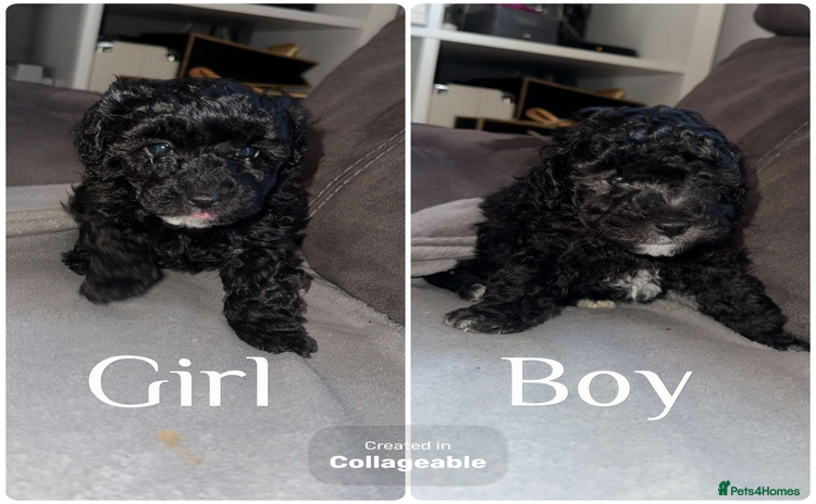 Maltipoo dogs - Advert 3