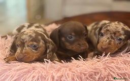 Miniature Dachshund dogs for sale: Adorable miniature dachshund  - Image 1
