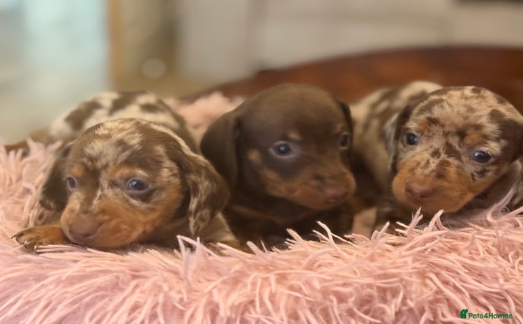 Miniature Dachshund dogs - Advert 1