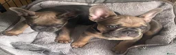 French Bulldog dogs for sale: Beautiful French Bulldog Puppies Fluffy Carriers - Advert 11