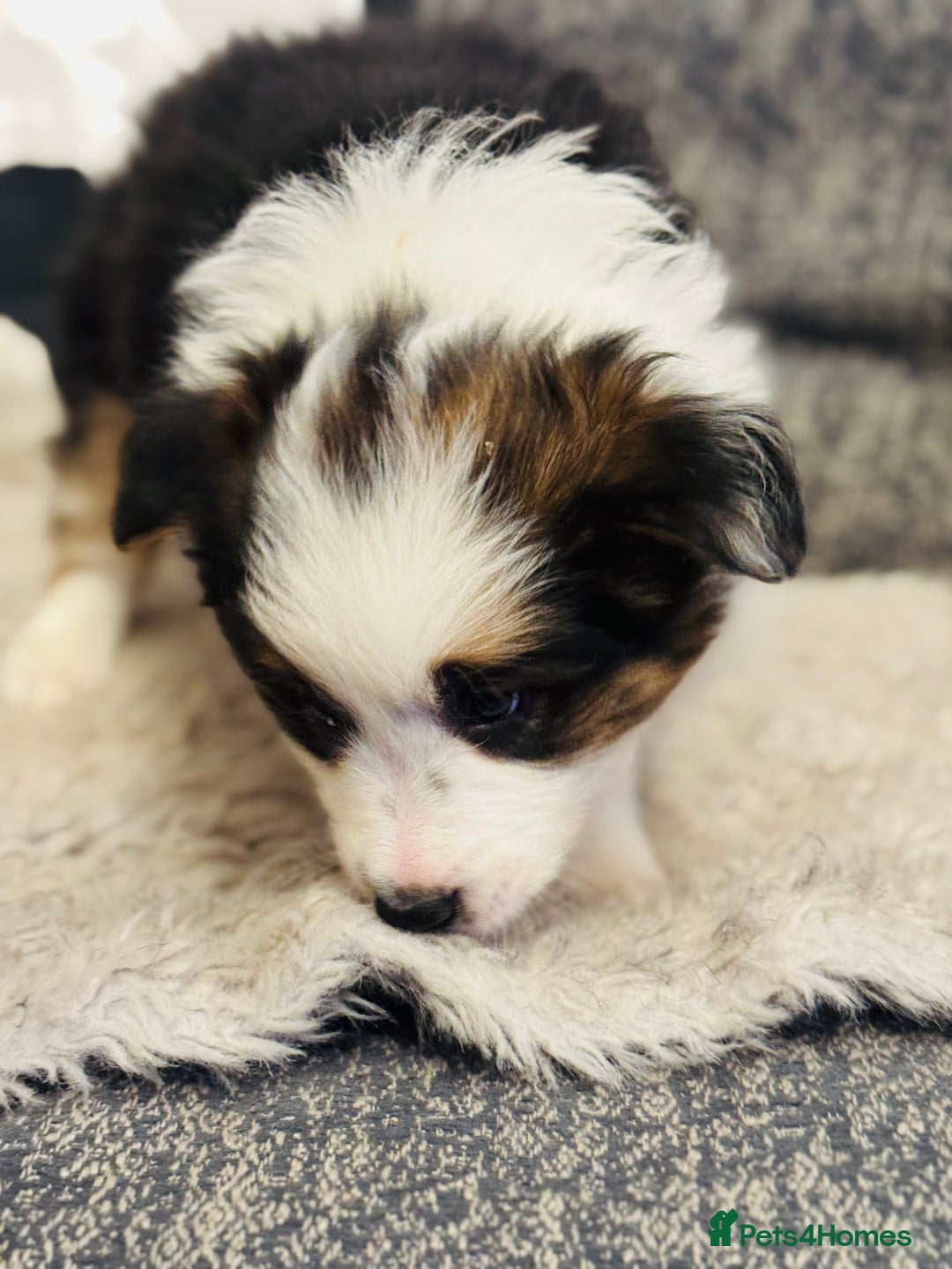 Border Collie dogs for sale: Pure Bred Border Collie Puppies For Sale - Advert 22