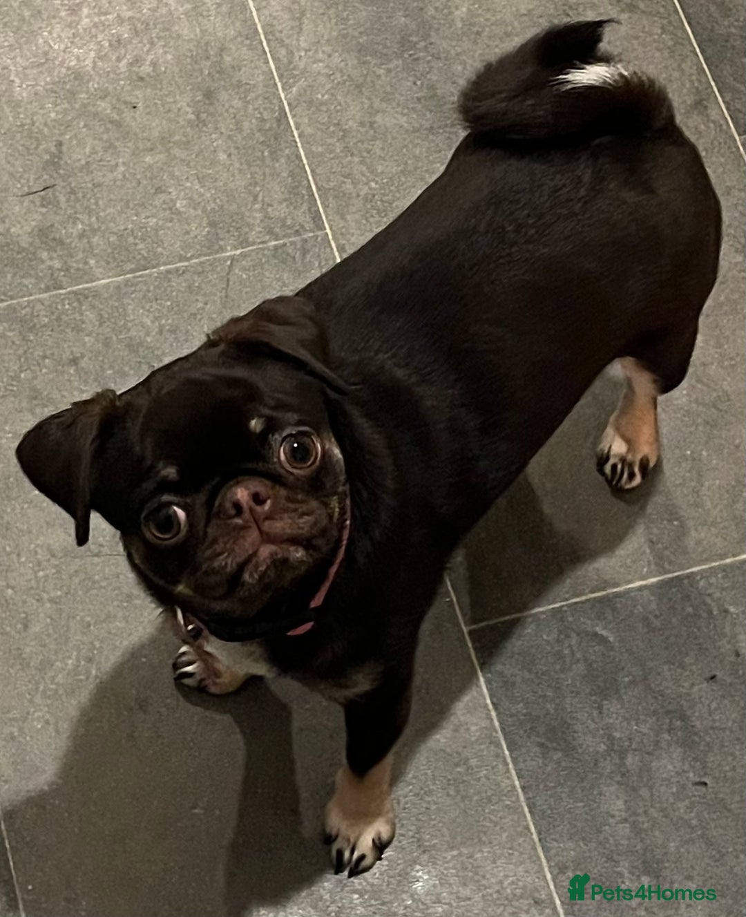 Pug dogs for sale: Tiny pug girl - Advert 12