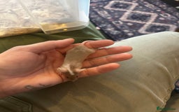 Mouse rodents for sale: All males on photos - Image 1