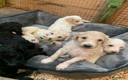 Sheepadoodle dogs for sale: Sheepadoodle Standard Size F1b puppies - Image 3