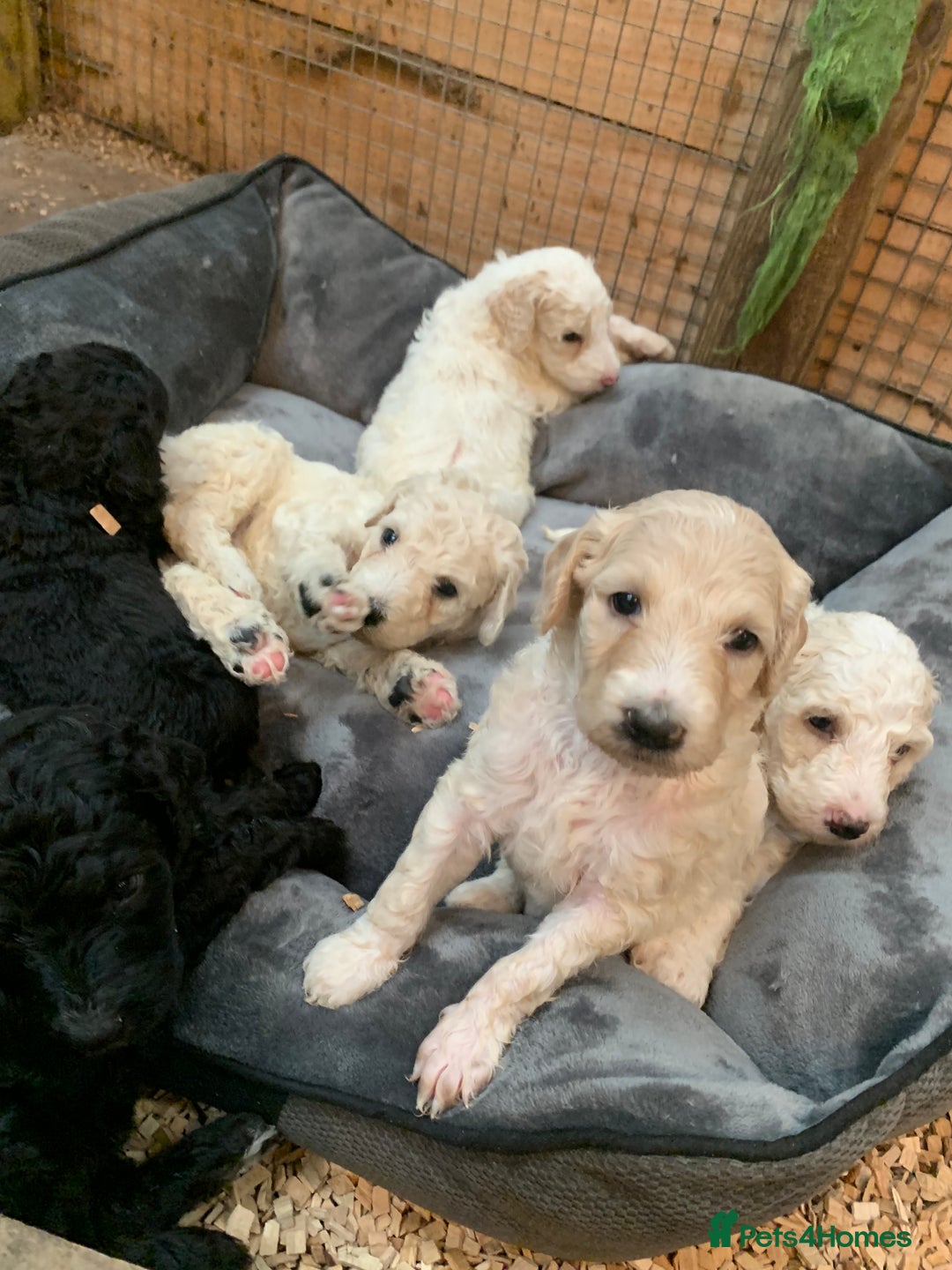 Sheepadoodle dogs for sale: Sheepadoodle Standard Size F1b puppies - Image 3