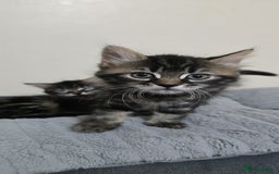Mixed Breed cats for sale: RH16 3HE - Image 8