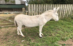 Donkey livestock for sale: Donkey - Image 1