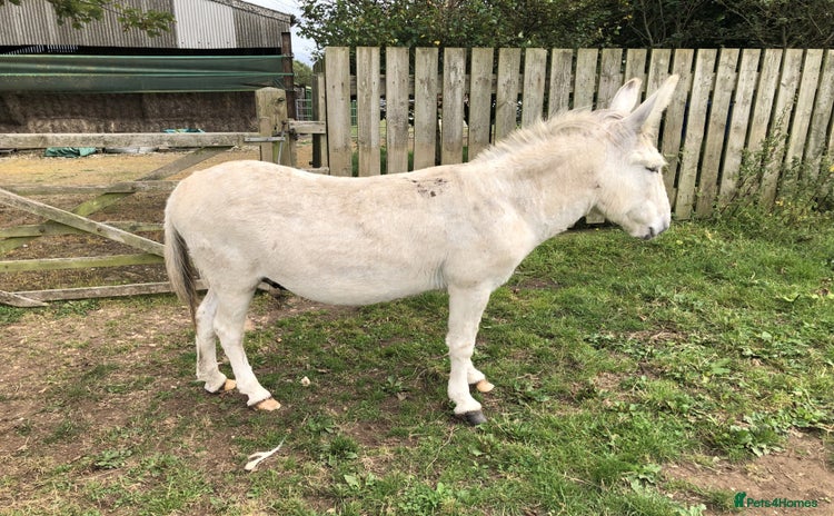 Donkey livestock - Advert 10