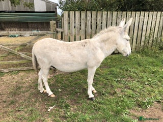 Donkey livestock - Advert 8