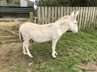 Donkey livestock Donkey - Advert 4