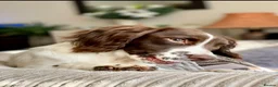 Sprocker dogs for sale: Beautiful Sprocker Spaniel pups - Advert 9