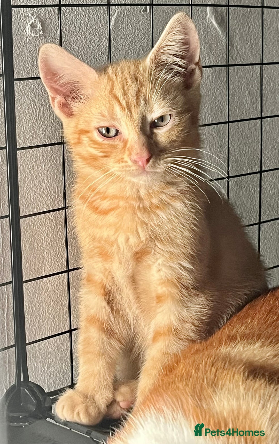 Domestic Shorthair cats for sale: William & Harry (The Royals) - Image 4