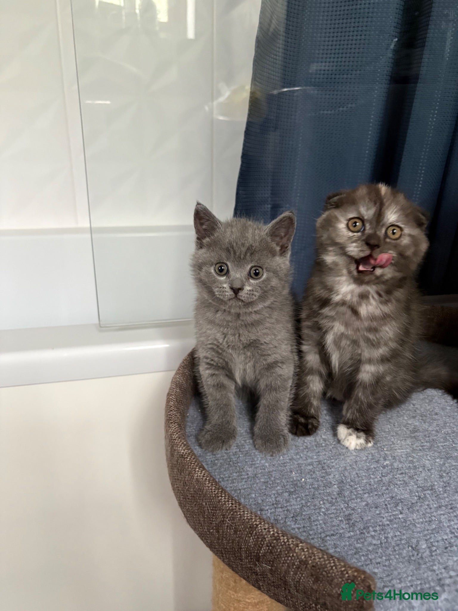 Scottish Fold cats 🐾Last 3 Scottish Fold/Straight kittens - Advert 17