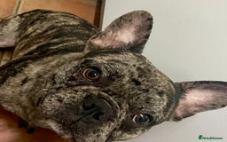 French Bulldog dogs for sale: French bulldog puppies - Image 15