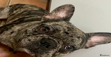 French Bulldog dogs - Advert 5