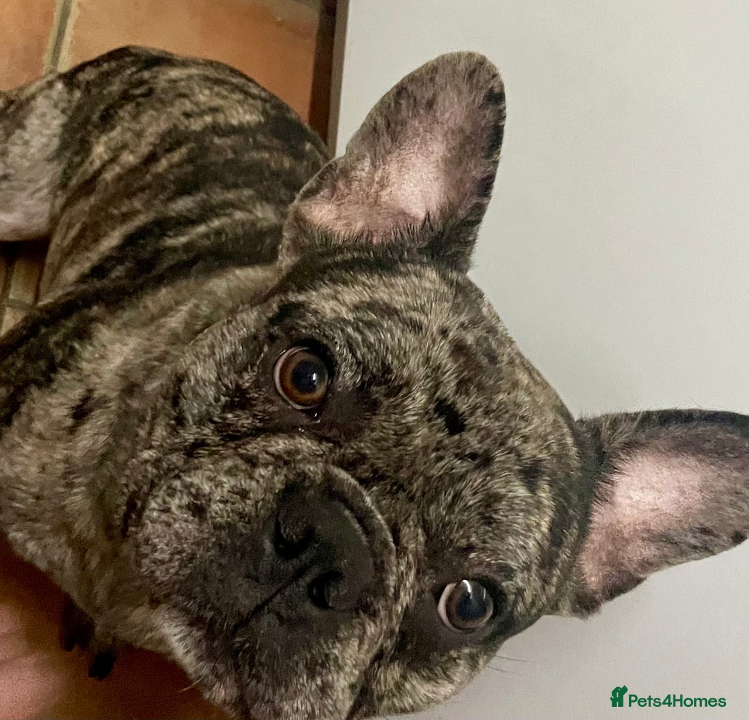 French Bulldog dogs for sale: French bulldog puppies - Image 15