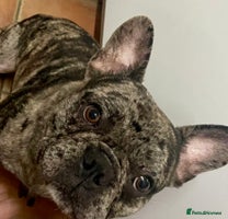 French Bulldog dogs - Advert 5